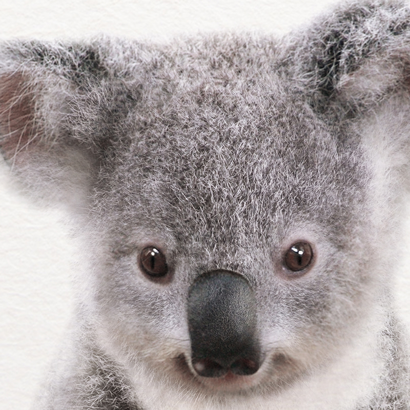 Koala Print Black and White Pi - Photography Zoo บทวิจารณ์และราคา